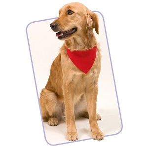 collar perros personalizado