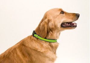 collares personalizados para perros